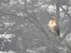 Buteo japonicus