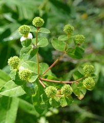 Euphorbia hyberna