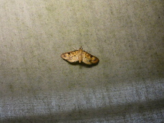Niphograpta albiguttalis
