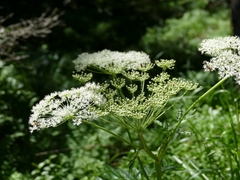 Peucedanum ostruthium