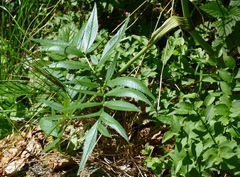 Peucedanum ostruthium