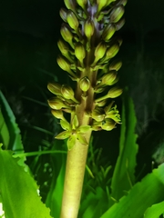 Eucomis autumnalis