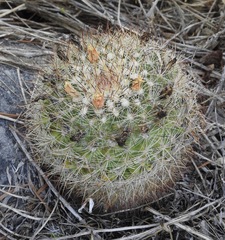 Pediocactus simpsonii