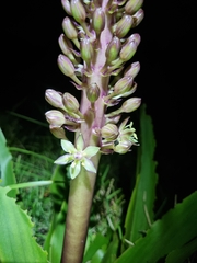 Eucomis autumnalis