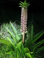 Eucomis autumnalis
