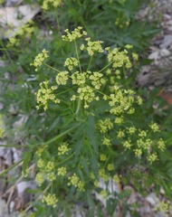 Osmorhiza occidentalis