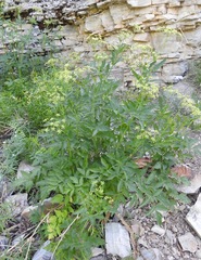Osmorhiza occidentalis