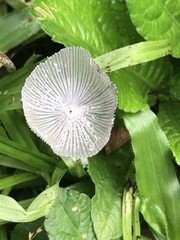 Lanatulae