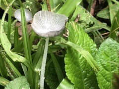 Lanatulae