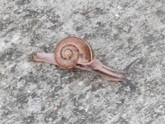 Ariophanta exilis