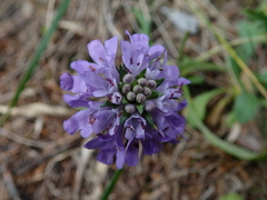 Scabiosa lacerifolia