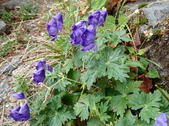 Aconitum fukutomei