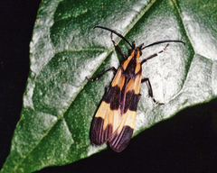 Correbidia terminalis