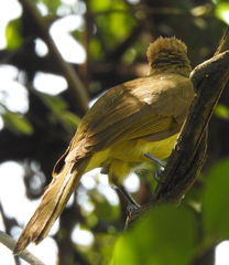 Chlorocichla flaviventris