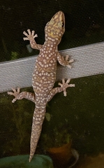 Oedura tryoni