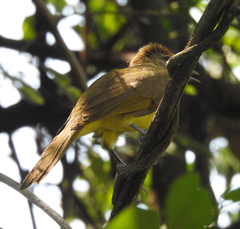 Chlorocichla flaviventris