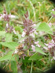 Stachys alpina
