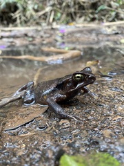Rhinella crucifer