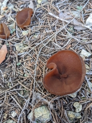 Phylloscypha phyllogena