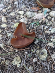 Phylloscypha phyllogena