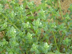 Primulaceae