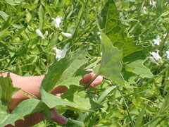 Arnoglossum atriplicifolium
