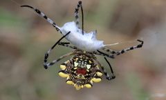 Argiope australis