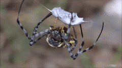 Argiope australis