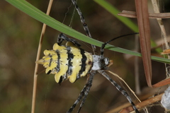 Argiope australis