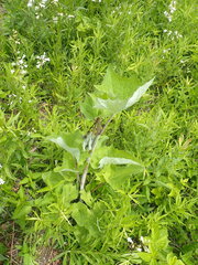 Arnoglossum atriplicifolium