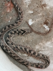 Dasypeltis scabra