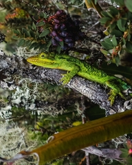 Anolis heterodermus