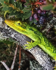 Anolis heterodermus
