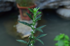 Leonurus chaituroides