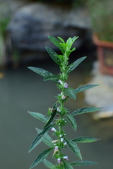 Leonurus chaituroides