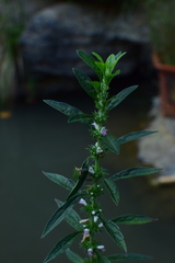 Leonurus chaituroides