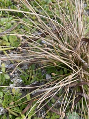 Eleocharis geniculata