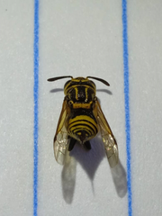 Brachygastra