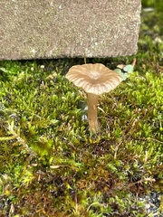 Arrhenia rickenii