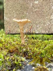Arrhenia rickenii