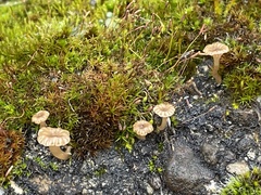 Arrhenia rickenii