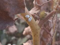 Phenacoccus solenopsis