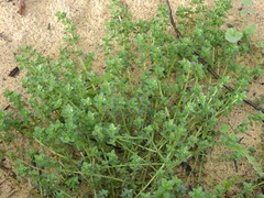 Primulaceae