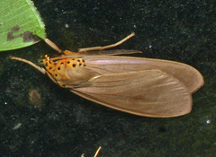 Pelochyta cervina