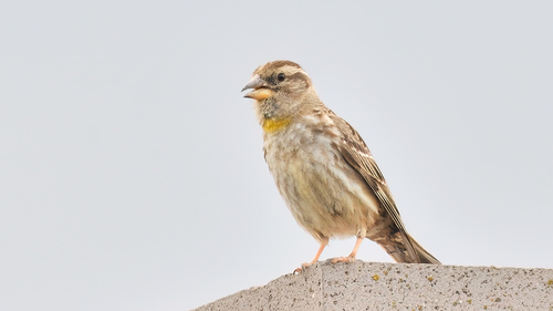 Moineau soulcie