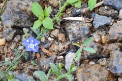 Evolvulus arizonicus