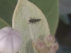 Coccinella transversalis
