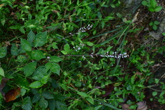 Hylodesmum podocarpum oxyphyllum