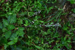 Hylodesmum podocarpum oxyphyllum