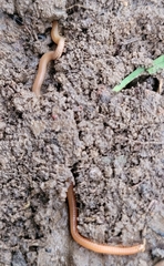 Haplophilus subterraneus